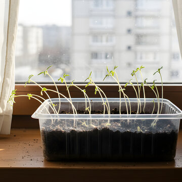 Young Leggy Tomato Seedlings Growing on Windowsill