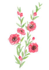 Fototapeta premium 咲き誇るギョリュウバイの花の手描きの水彩イラスト