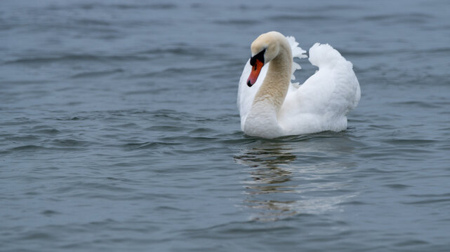 mute swan cygnus olor