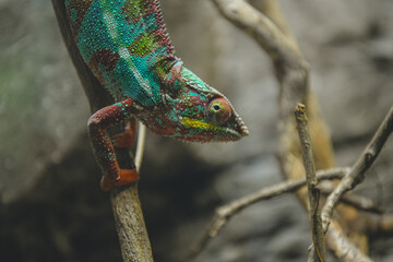 Detailed texture of a chameleon on a tree © Andreea_Prodan
