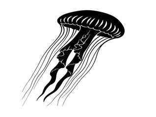 Black and white illustration of a jellyfish with flowing tentacles © Majeda