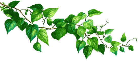 Vivid green vine with numerous leaves