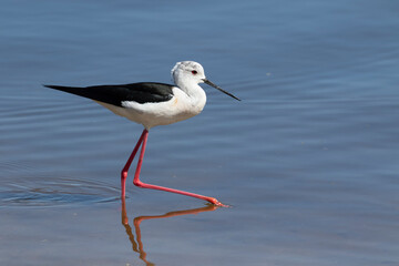 Obraz premium Black-winged stilt, Himantopus himantopus. A male bird walks along the riverbank