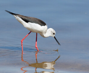 Black-winged stilt, Himantopus himantopus. A female bird walks along the shore, searching for food