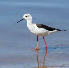 Obraz premium Black-winged stilt, Himantopus himantopus. A female bird walks along the shore, searching for food