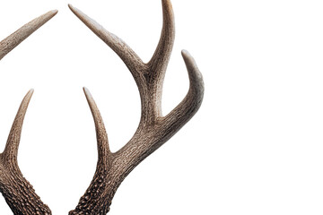 Close-up of a pair of deer antlers