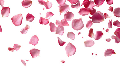 Pink rose petals falling against a black background