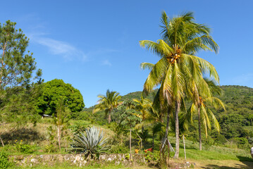 Fototapeta premium Bright Daytime Palm Tree Landscape with Lush Green Foliage Scene