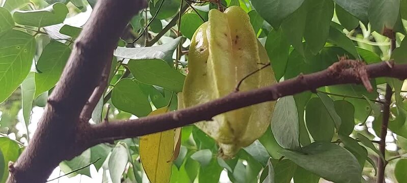A woman picks star fruit or carambola from a branch. Nature background.