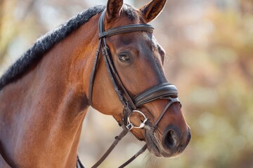 Fototapeta premium Equine headshot with leather bridle, glossy coat and calm expression