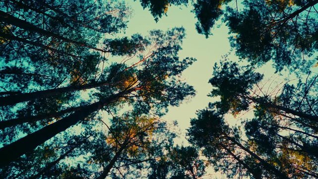 Pine forest treetops swaying under warm summer sunset sky
