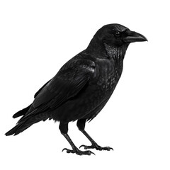 Obraz premium Adult black raven standing in profile, transparent background removal for design work.