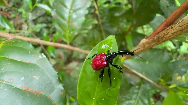 Giraffe weevil (Trachelophorus giraffa) on the leaf in Analamazaotra National Park. Madagascar.