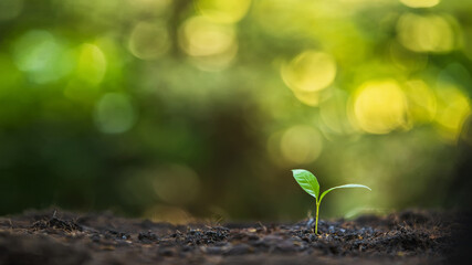Small green seedling growing out of dark soil with beautiful green nature bokeh background. Concept of new life, hope, and environmental sustainability with copy space for text.