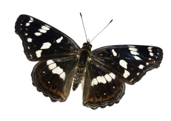 Fototapeta premium beautiful butterfly with white spots on a background.