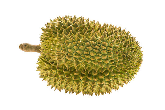 Whole uncut durian no background