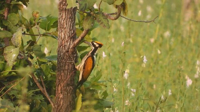 Greater Flameback Woodpecker Pecking on Tree Trunk