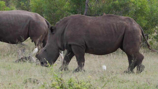 White Rhinoceros Grazing in South African Savanna Grassland