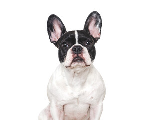 Fototapeta premium Cute French Bulldog with sad eyes, waiting for a forever home. Adopt don't shop. Perfect for pets care, dog lovers, advertising and lifestyle content. Studio shot, isolated background