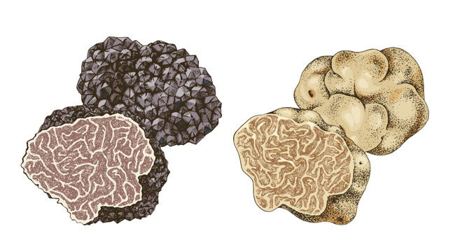 Black and white truffle mushrooms
