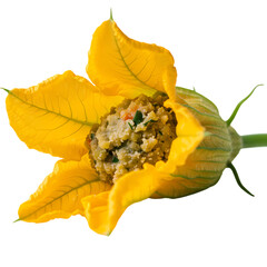 Gourmet Stuffed Zucchini Flower with Savory Filling Background Removal