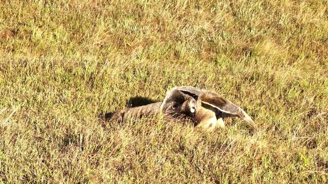 Wild Giant Anteater in Natural Grassland