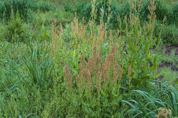 スイバ（Rumex acetosa L.）：赤みを帯びた花と実【野草・薬草】日本埼玉県・4月
