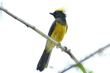 Fototapeta premium The Sultan Tit lives in the wild in the forests of Thailand.