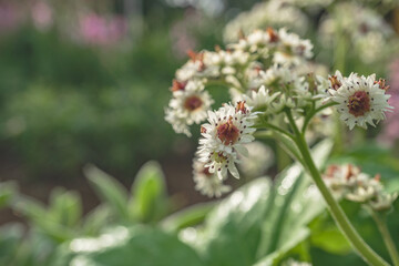 タンチョウソウ（Mukdenia rossii）別名イワヤツデをクローズアップ／日本埼玉県・4月