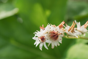 タンチョウソウ（Mukdenia rossii）：別名イワヤツデの花をクローズアップ／日本埼玉県・4月
