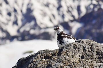 山岳地帯に住む鳥　ライチョウ（Rock ptarmigan）