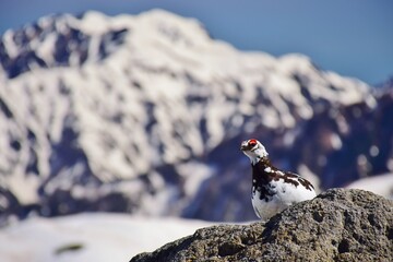 山岳地帯に住む鳥　ライチョウ（Rock ptarmigan）