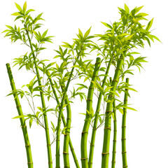 Natural Bamboo Shoots with Green Leaves, Background Removal Isolated Subject