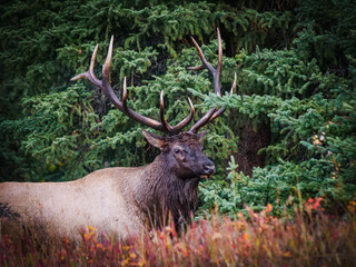 Majestic bull elk with large antlers standing in a lush forest surrounded by autumn foliage