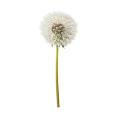 White Dandelion Seed Head Against Black