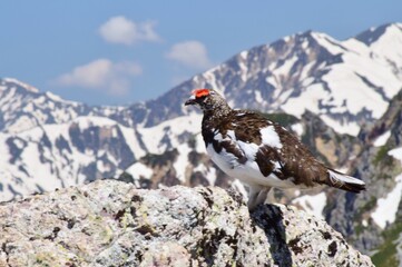 山岳地帯に住む鳥　ライチョウ（Rock ptarmigan）