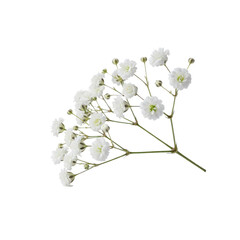 White Baby Breath Flowers Isolated Black Background