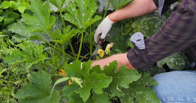 Farmer gathering fresh produce on rural farmland, close-up. Small scale agriculture and family farm concept