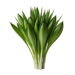 Obraz premium Fresh green wild garlic leaves isolated on black