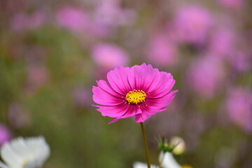 Obraz premium Cosmos Flower - Delicate Wild Bloom of Simplicity and Natural Charm. Cosmos flowers are admired for their soft, daisy-like petals and airy appearance that sway gently in the breeze.