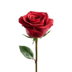 Naklejka premium Single red rose isolated on white background