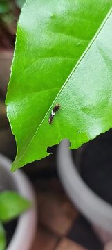 caterpillars on green leaves in the garden