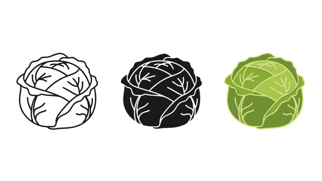 Three cabbage illustrations in different colors and styles Vector