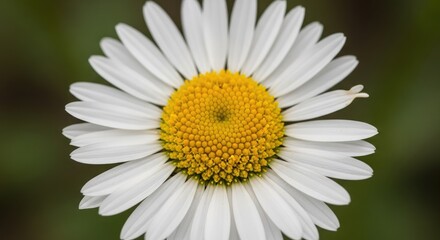 Close-up of a white daisy flower in bloom.