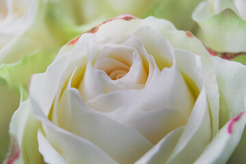 Naklejka premium White rose captured in detail with hints of pink and green on the outer petals.