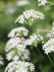 花粉を集めるハチ