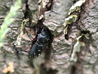 クワガタ　メス