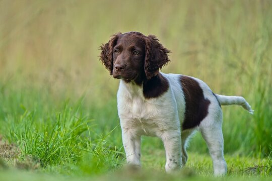 A cute pupy of a small munsterlander dog stands on the meadow. 