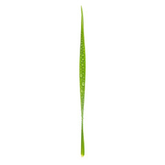 Close up green grass blade with water drops isolated