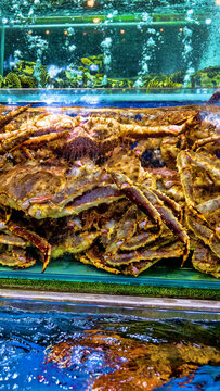 Enormous Kamchatka crabs, Alaska king crab, Japanese crab (Paralithodes camtschatica) for sale at a seafood store in Malaysia.